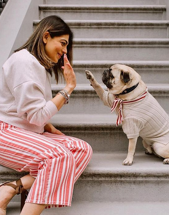 Follow the pet lovers